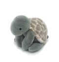 Taylor Turtle